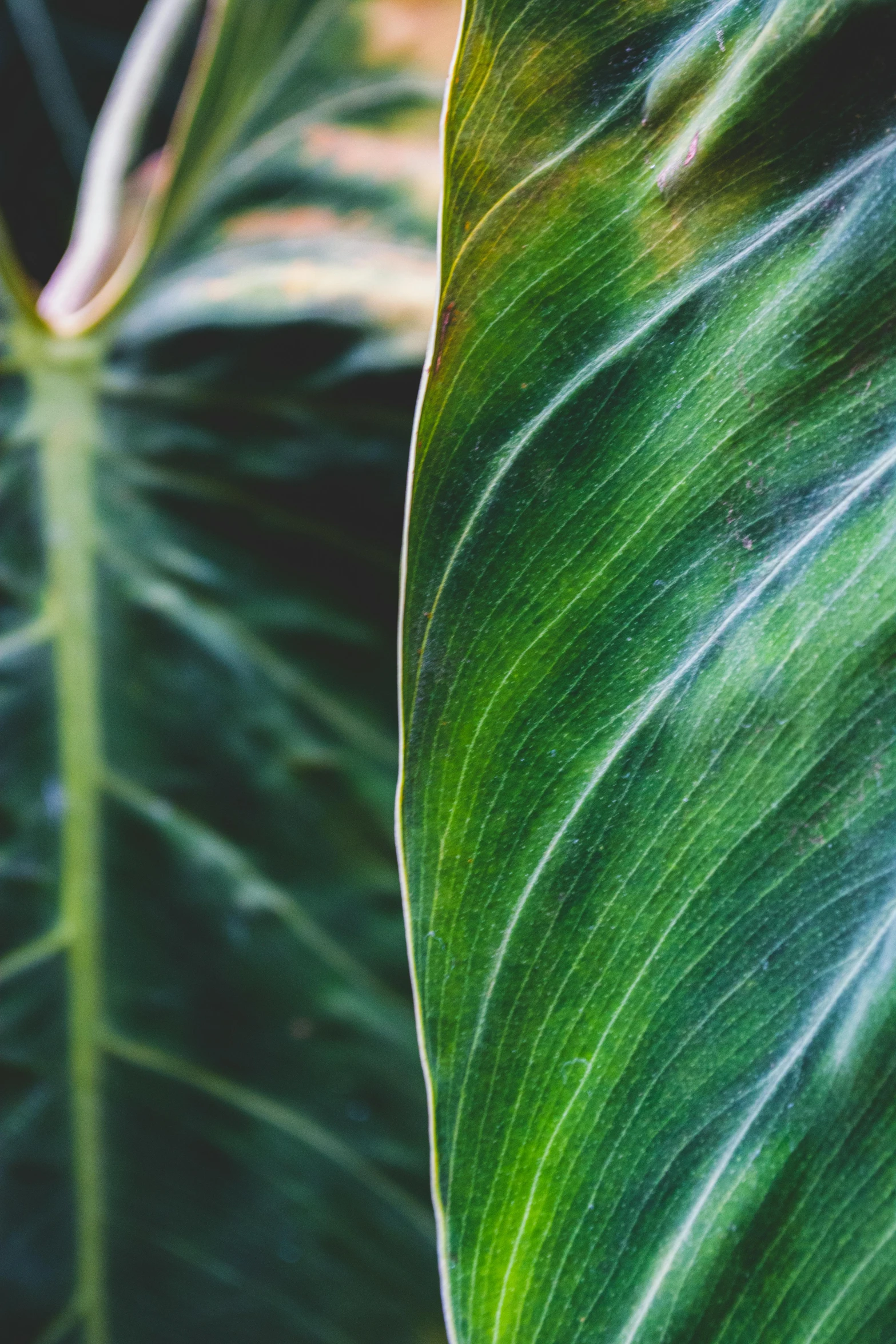 a close up of a leaf of a plant, by Daniel Lieske, trending on unsplash, renaissance, large tall, next to a plant, full frame image, multiple stories