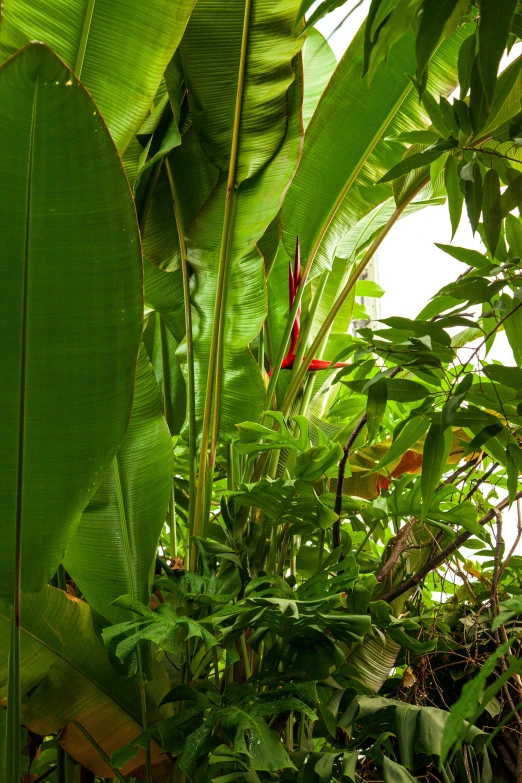 a lush green jungle filled with lots of plants, inspired by Thomas Struth, fantastic realism, birds of paradise, biodome, green and red plants, magnolia big leaves and stems