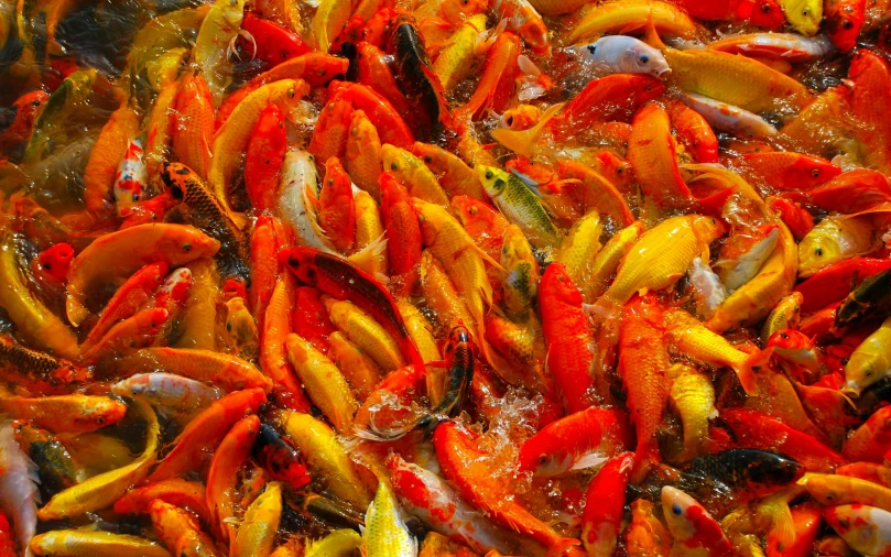 a bunch of fish that are in some water, hurufiyya, red-yellow colors, sichuan, confetti, ohio