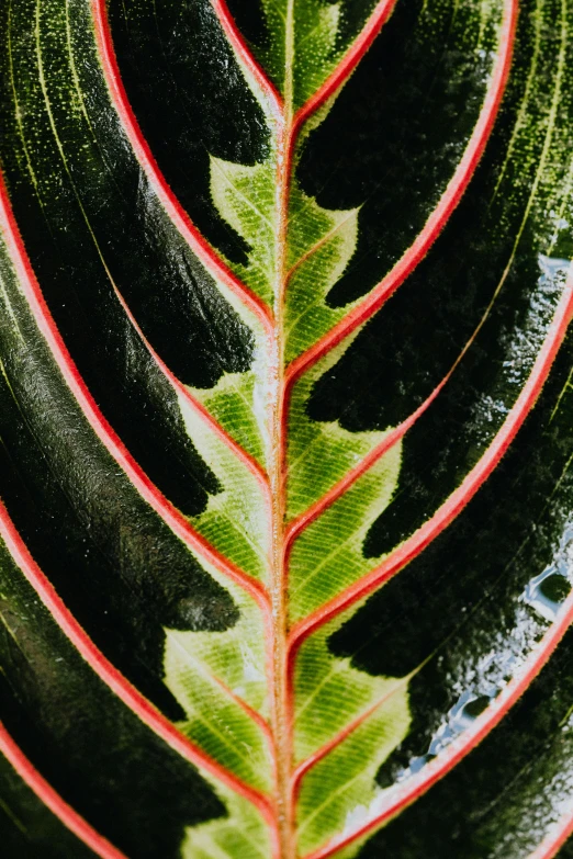 a close up of a green and red leaf, trending on pexels, tropical houseplants, multiple stories, high resolution photo, deco