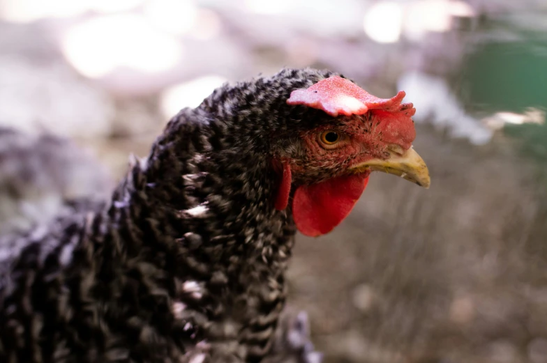 a black and white chicken with a red comb, by Gwen Barnard, pexels contest winner, gray mottled skin, mid 2 0's female, low - angle shot, black female