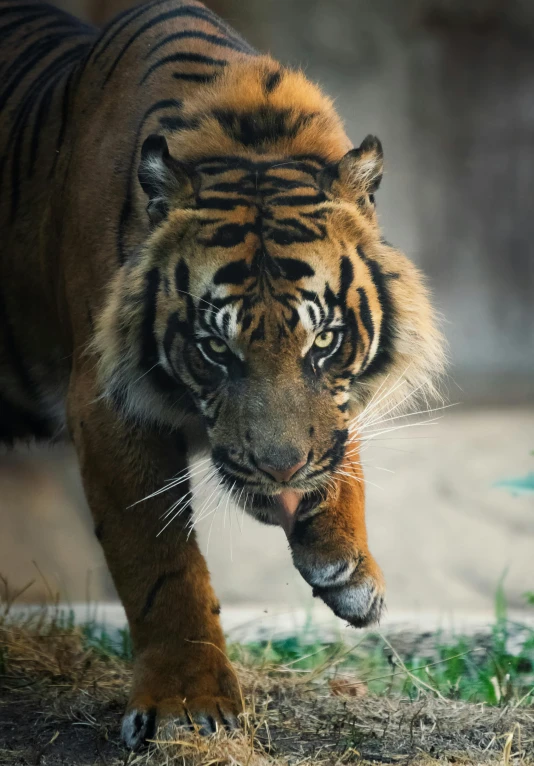 a tiger walking across a grass covered field, unsplash, sumatraism, sharp claws close up, aged 2 5, ((tiger)), australian