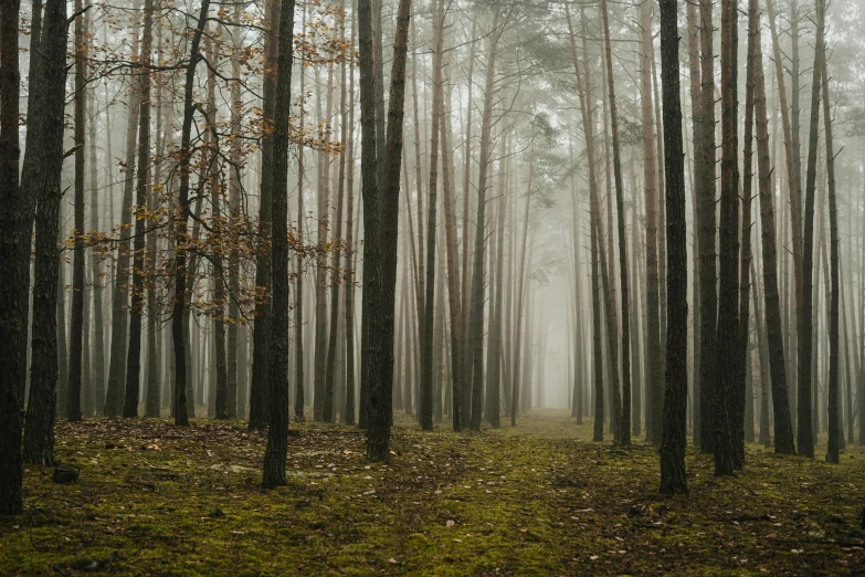 a foggy forest filled with lots of trees, a photo, inspired by Elsa Bleda, unsplash contest winner, ((trees)), ground - level medium shot, muted colours 8 k, leading lines