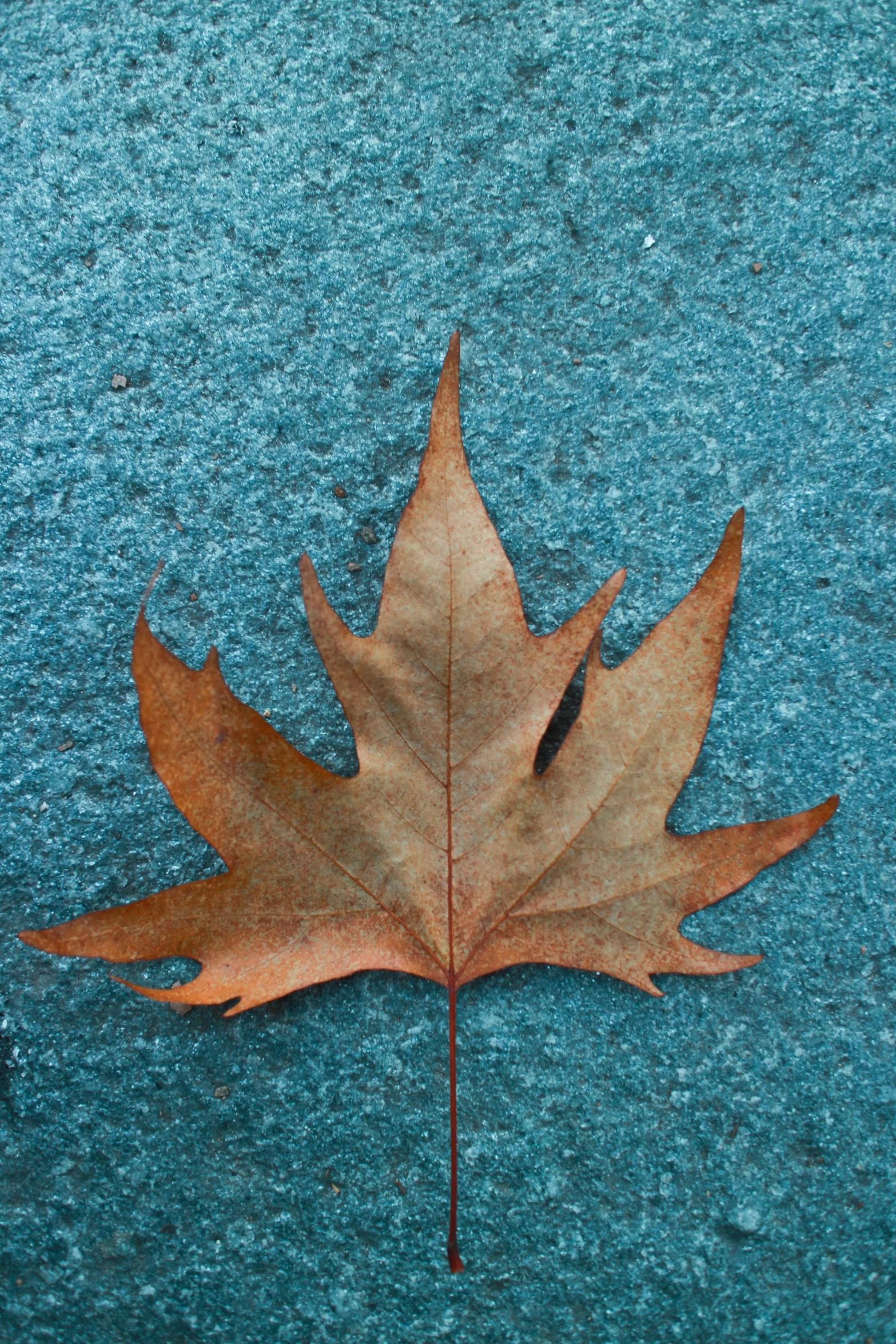 a close up of a leaf on a blue surface, an album cover, inspired by Andy Goldsworthy, trending on pexels, maple syrup sea, brown, dark teal, grey