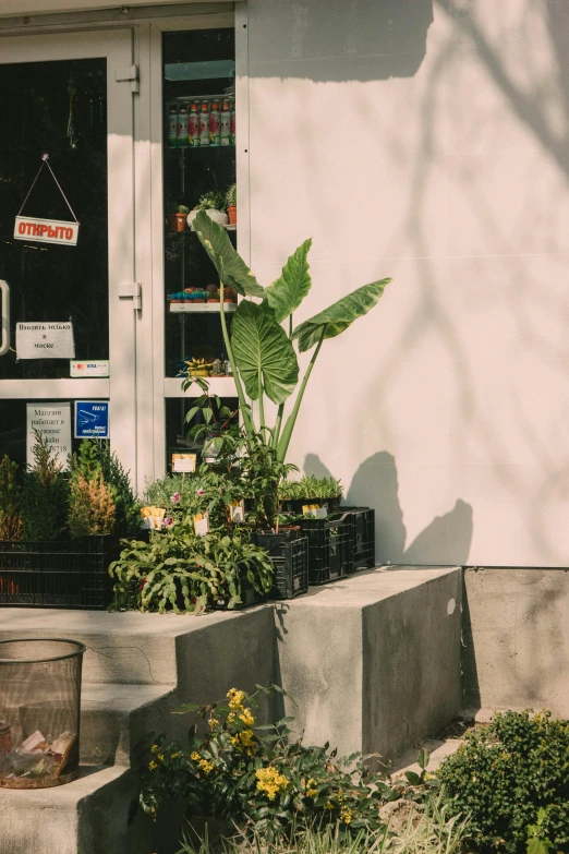 a building with a bunch of potted plants in front of it, a photo, unsplash, bauhaus, exiting store, banana trees, warm sunshine, low detail