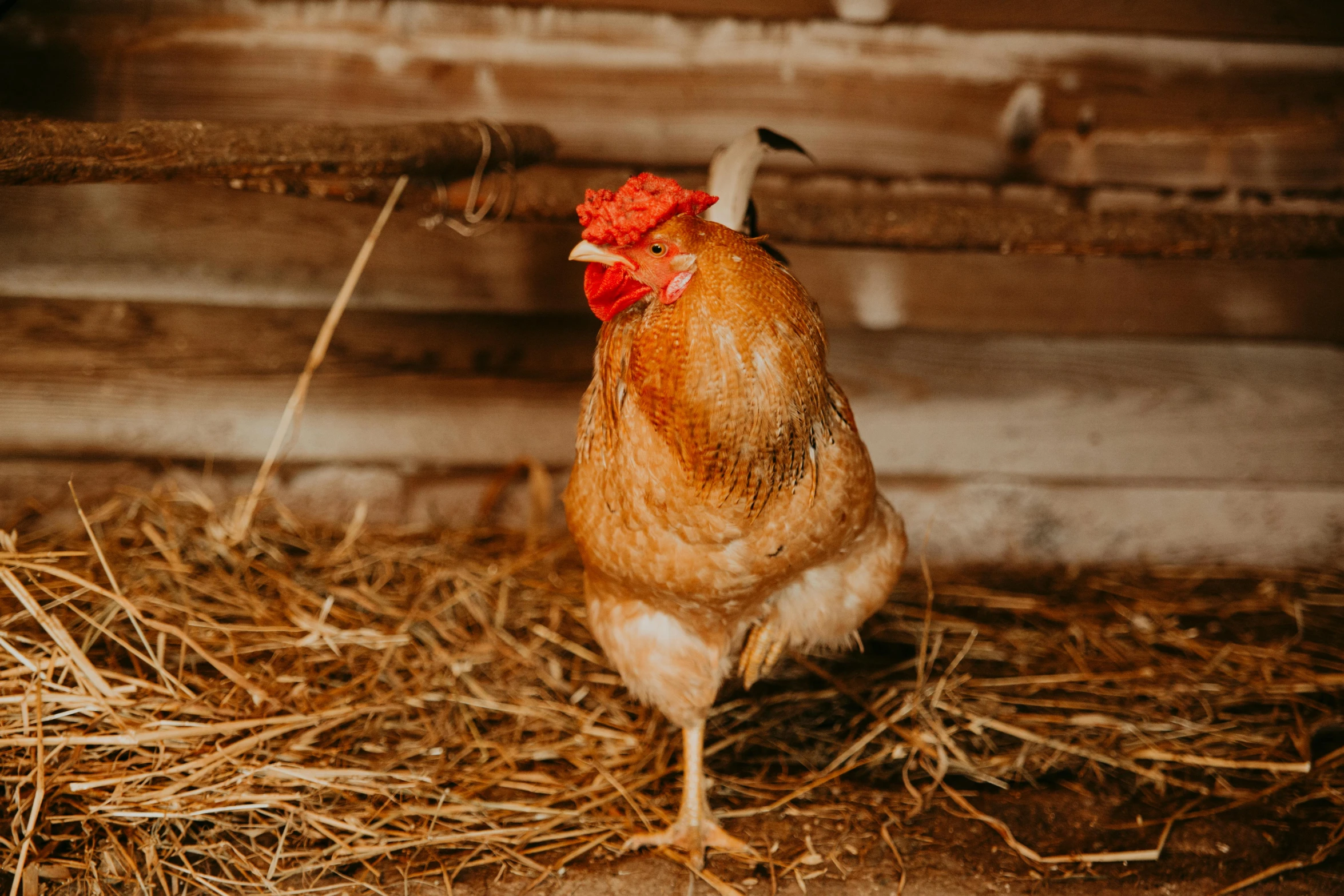 a chicken standing on top of a pile of hay, pexels contest winner, renaissance, inside a farm barn, profile image, 🦩🪐🐞👩🏻🦳, ground - level medium shot