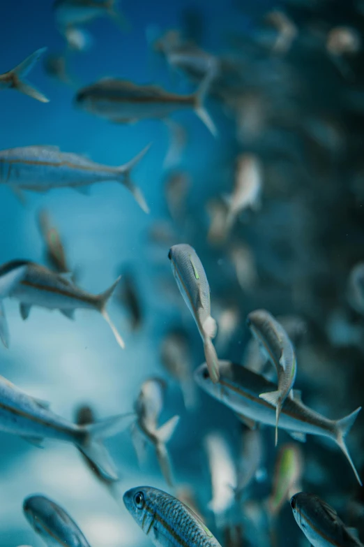 a school of fish swimming in the ocean, by Greg Rutkowski, unsplash contest winner, renaissance, blue gray, alessio albi, curiosity, sea of parfait