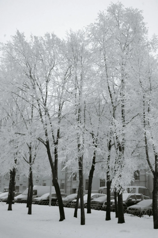 a bunch of trees that are covered in snow, white buildings, february)