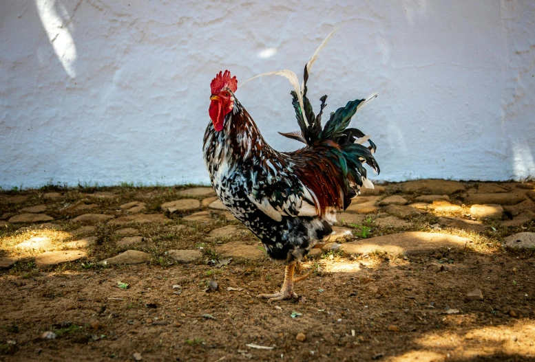 a rooster standing in front of a white wall, by Gwen Barnard, pexels contest winner, madagascar, al fresco, an ancient, tia masic