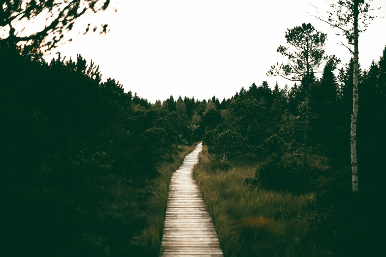 a wooden path in the middle of a forest, unsplash, hurufiyya, vintage photo, profile image, heath clifford, dark green tones