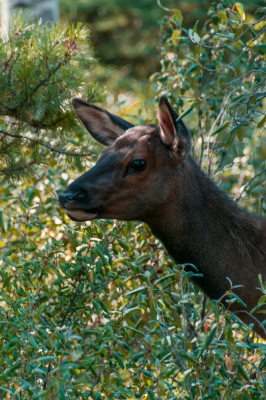 a deer that is standing in the grass, nothofagus, taken in 2 0 2 0, fan favorite, manuka