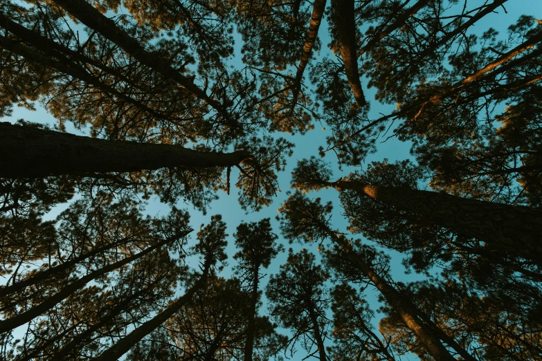 a group of tall pine trees in a forest, unsplash, land art, ((trees))