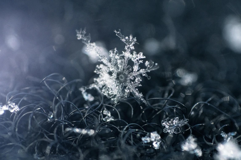 a snowflake sitting on top of a lush green field, a macro photograph, by Adam Marczyński, unsplash contest winner, conceptual art, silver crown, ignant, cold hues, miniature product photo