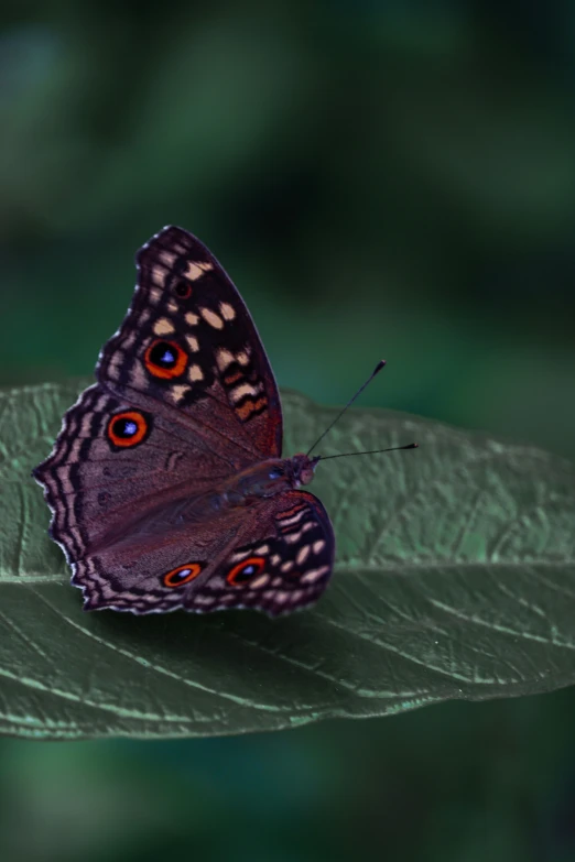 a close up of a butterfly on a leaf, pexels contest winner, photorealism, purple and red, grey-eyed, today\'s featured photograph 4k, dark and intricate photograph