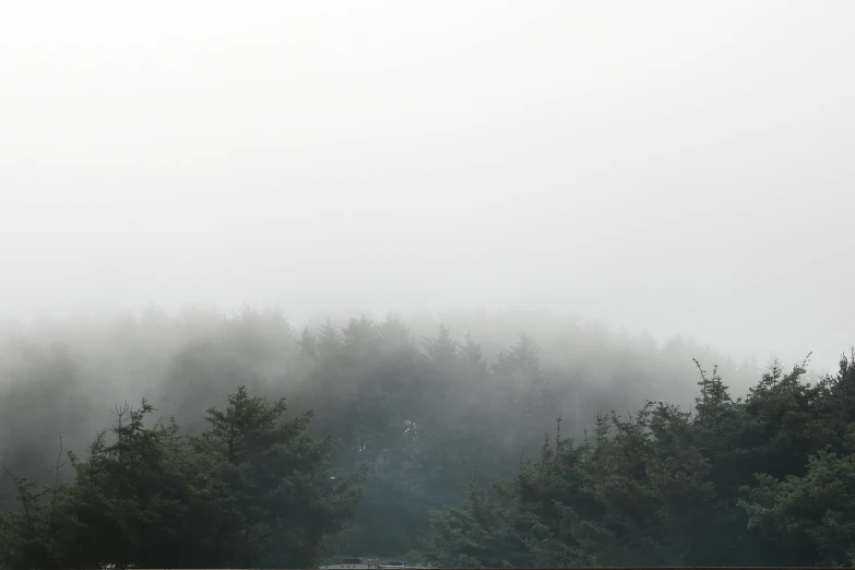 a bench sitting on the side of a road next to a forest, inspired by Caspar David Friedrich, unsplash, romanticism, light grey mist, haida gwaii, view of forest, (mist)