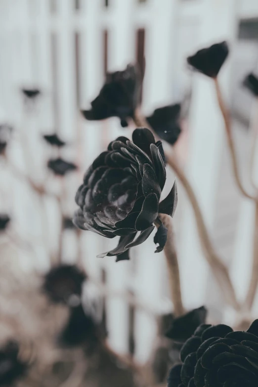 a bunch of black flowers in a vase, inspired by Elsa Bleda, pexels contest winner, growing out of a giant rose, black vertical slatted timber, detail shot, instagram picture