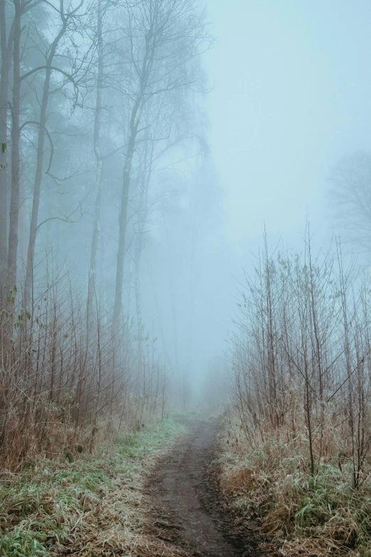 a dirt road in the middle of a foggy forest, inspired by Elsa Bleda, unsplash contest winner, romanticism, pale blue fog, winter, mystical”