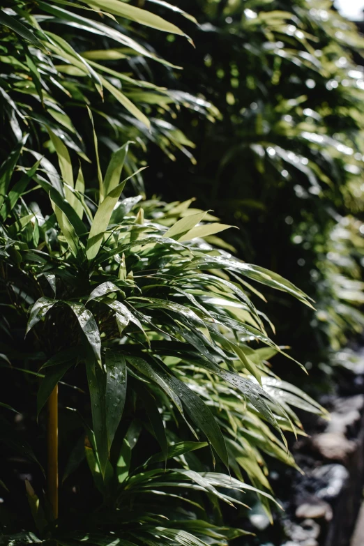 a row of marijuana plants sitting next to each other, by Daniel Lieske, rainforest background, vanilla, plants and patio, zoomed out