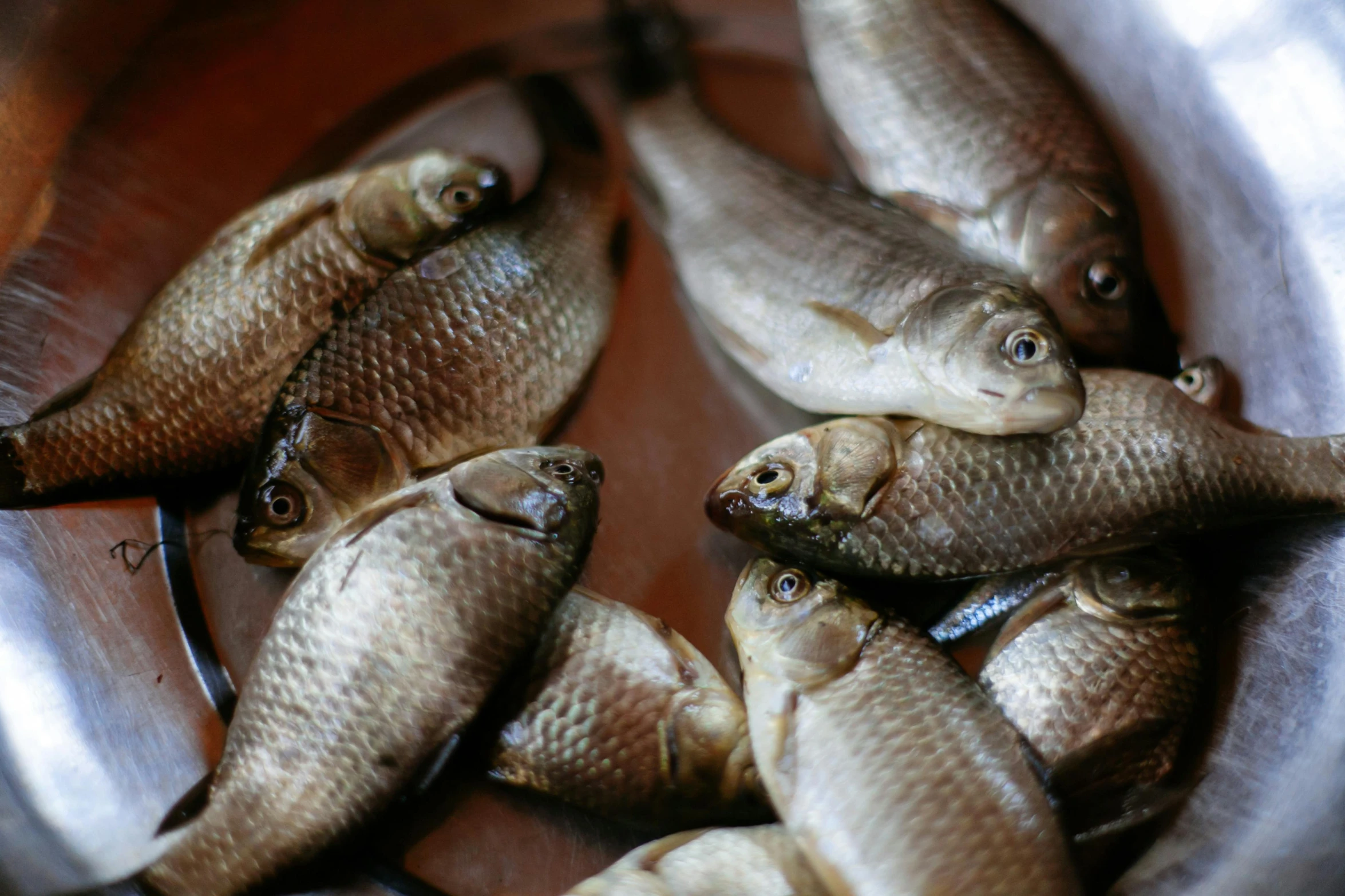 a metal bowl filled with fish sitting on top of a wooden table, a portrait, trending on unsplash, renaissance, purple mullet, assamese, thumbnail, golden fish in water exoskeleton