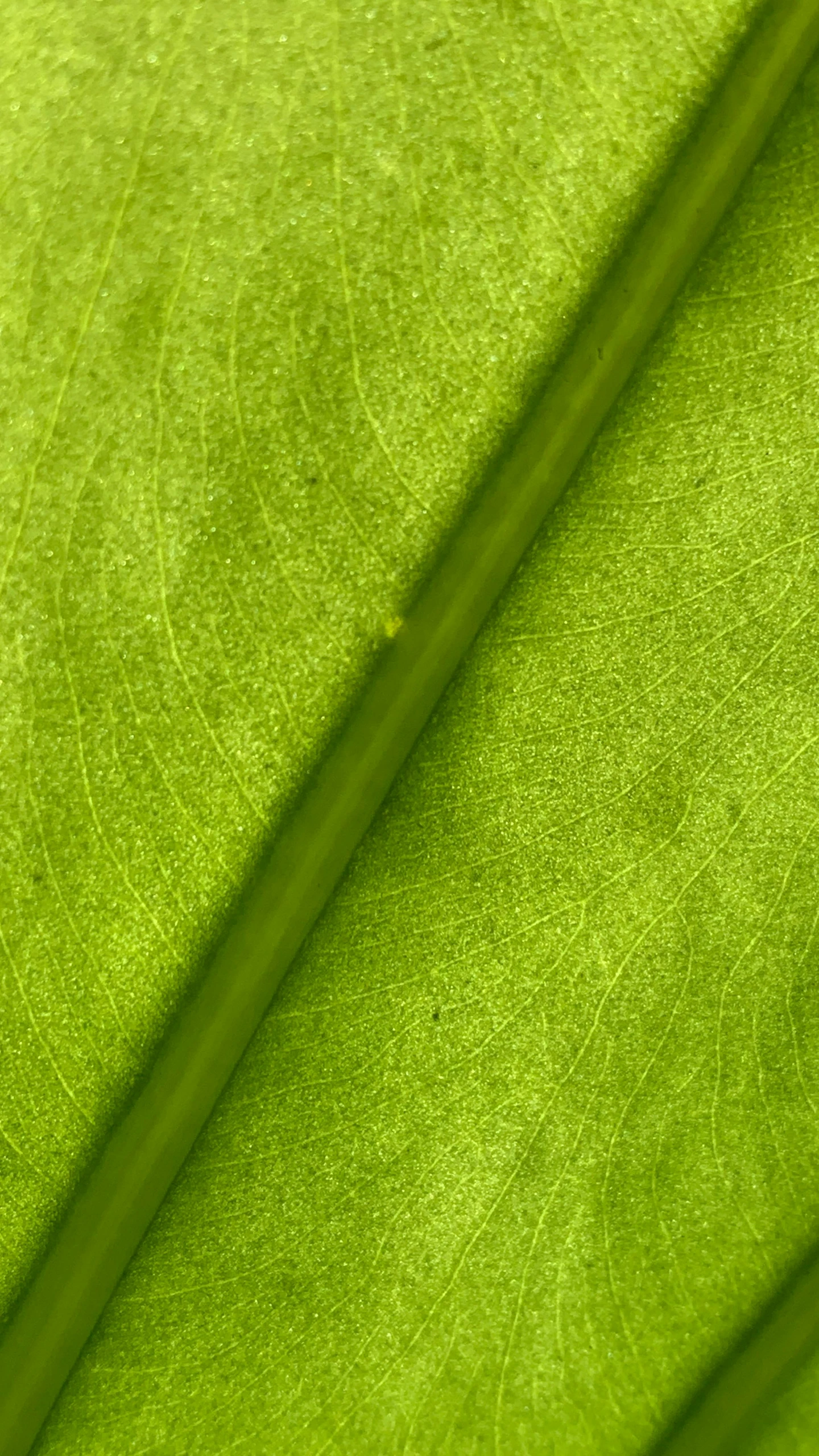 a close up view of a green leaf, lpoty, 8k detail, shot on sony a 7, light tan