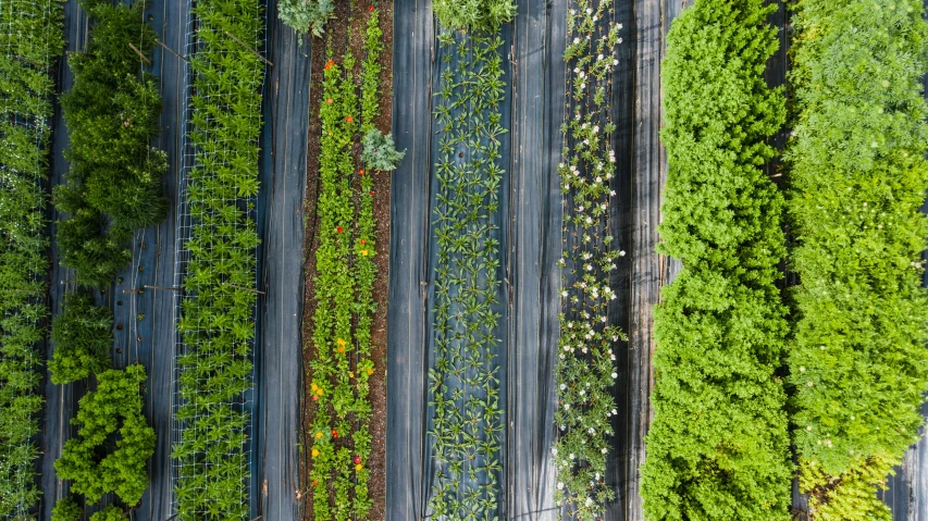 a group of trees that are next to each other, by Julian Allen, unsplash, land art, vertical vegetable gardens, high angle close up shot, hoses, herbs and flowers