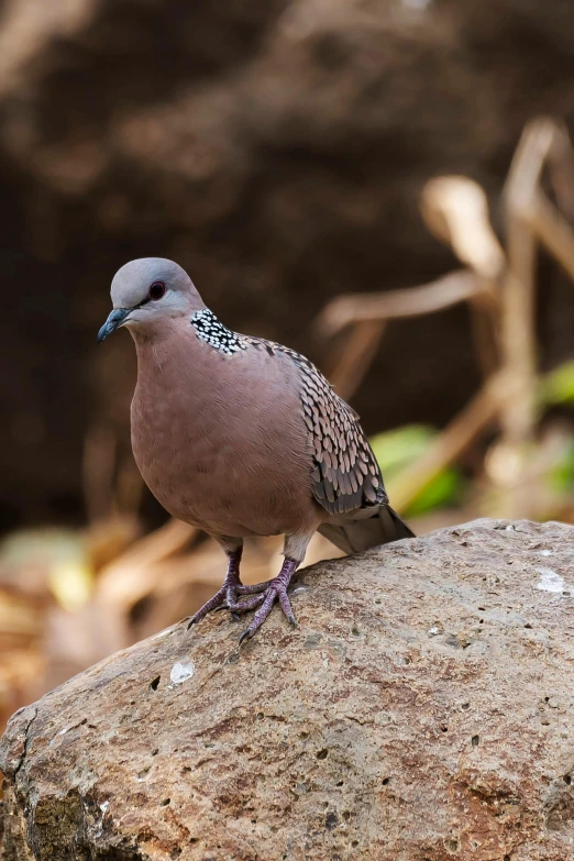 a bird that is sitting on a rock, a spotted dove flying, looking smug, standing on rocky ground, biopic