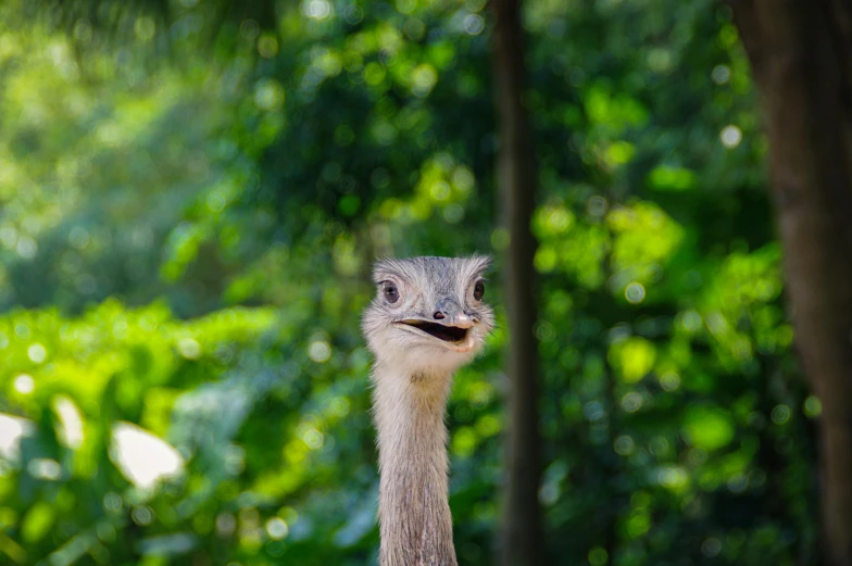 a close up of an ostrich with trees in the background, avatar image, excited, malaysian, taken in the early 2020s