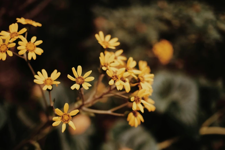 a close up of a bunch of yellow flowers, inspired by Elsa Bleda, unsplash, muted brown, instagram picture, plants, vintage photo