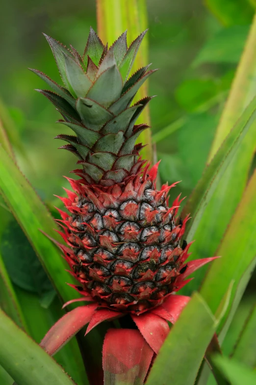 a close up of a pineapple on a plant, black steel with red trim, rum, organic, vanilla