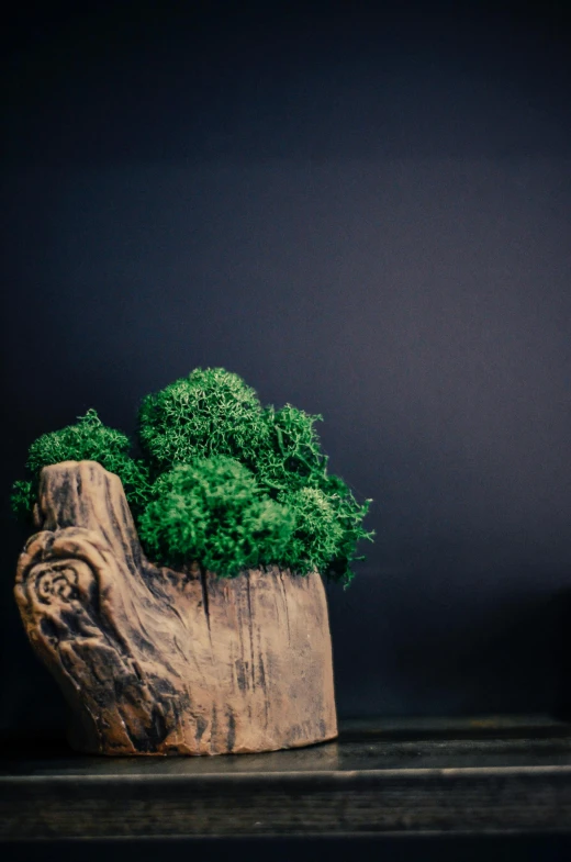 a potted plant sitting on top of a wooden table, an abstract sculpture, by Andries Stock, trending on unsplash, environmental art, organic mushroom lichen moss, on black background, with broccoli hair, cypress trees