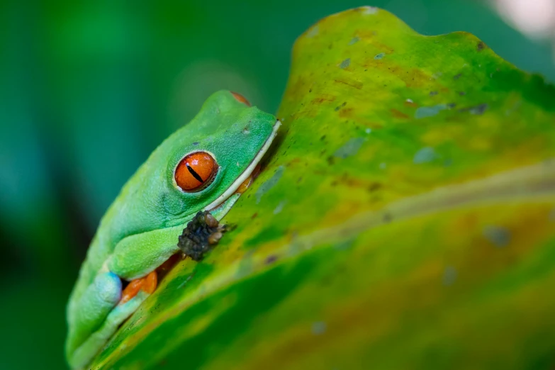 a green frog sitting on top of a leaf, by Daniel Lieske, trending on pexels, renaissance, red eyed, on a jungle forest, avatar image