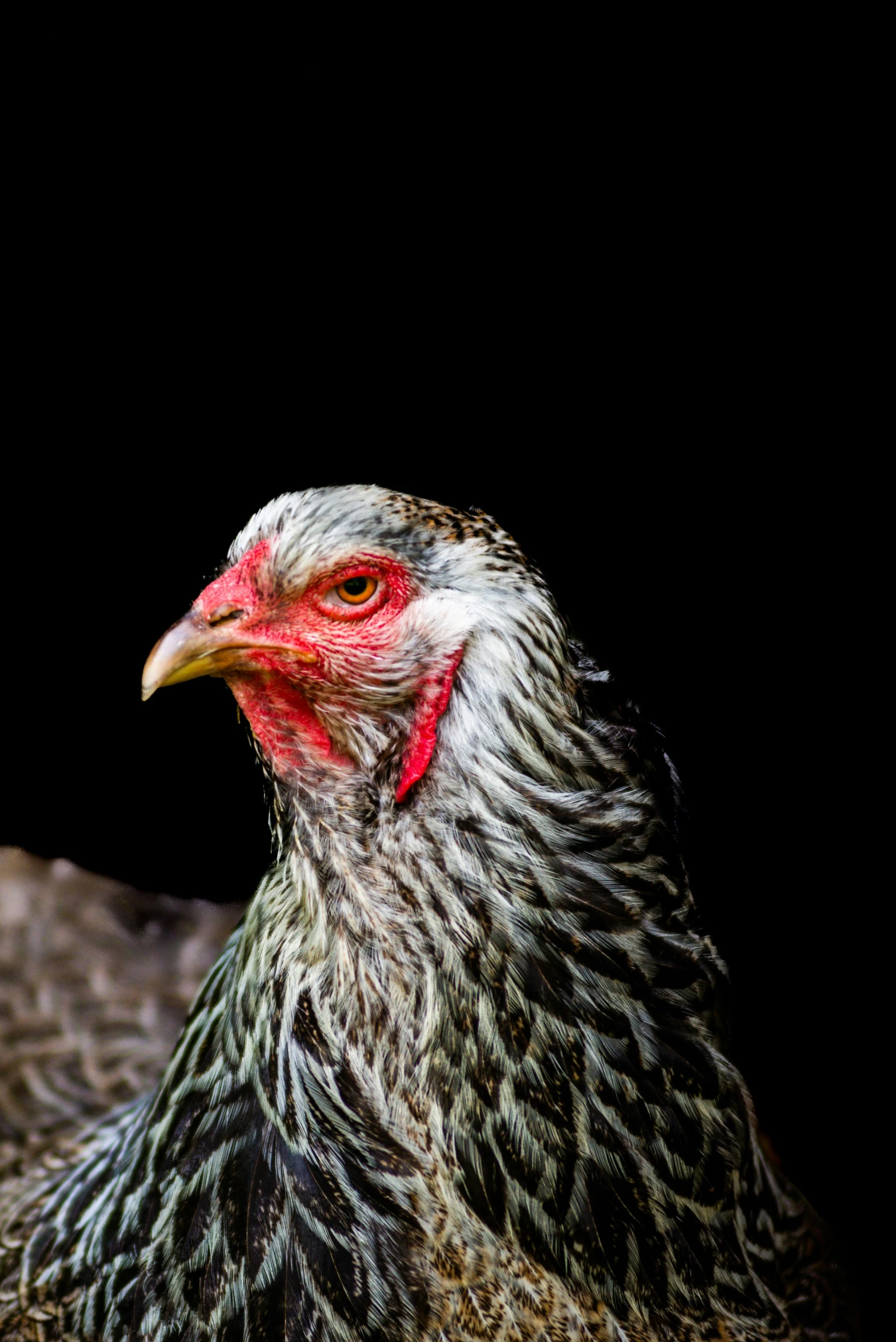 a close up of a chicken with a black background, a portrait, shutterstock contest winner, amazing beauty, grey, farming, on display