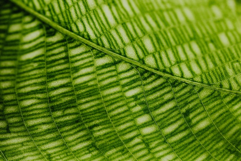 a close up view of a green leaf, intricate lines, shot with sony alpha, highly_detailded, shot on sony a 7