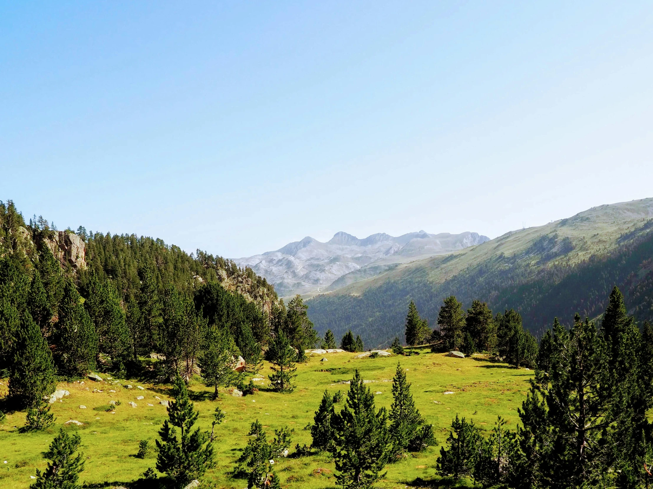 a herd of cattle grazing on top of a lush green hillside, a picture, les nabis, sparse pine trees, epic mountains, campsites, spanish