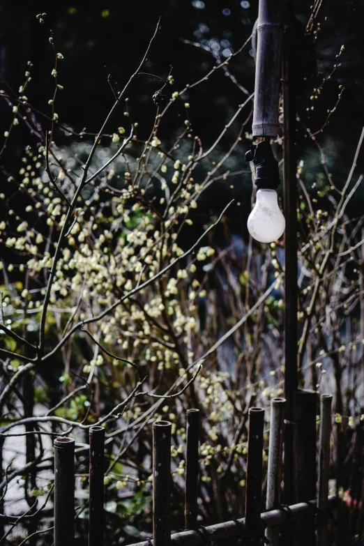 a street light hanging off the side of a wooden fence, inspired by Bruce Munro, unsplash, flowering buds, 1990s photograph, in karuizawa, light bulb