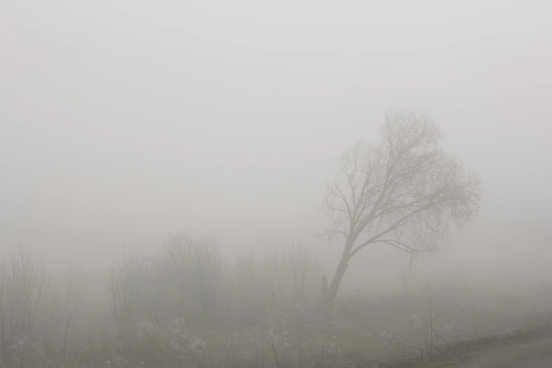 a lone tree in the middle of a foggy field, a picture, by Adam Marczyński, pexels contest winner, light grey mist, willow tree, steppe, grey