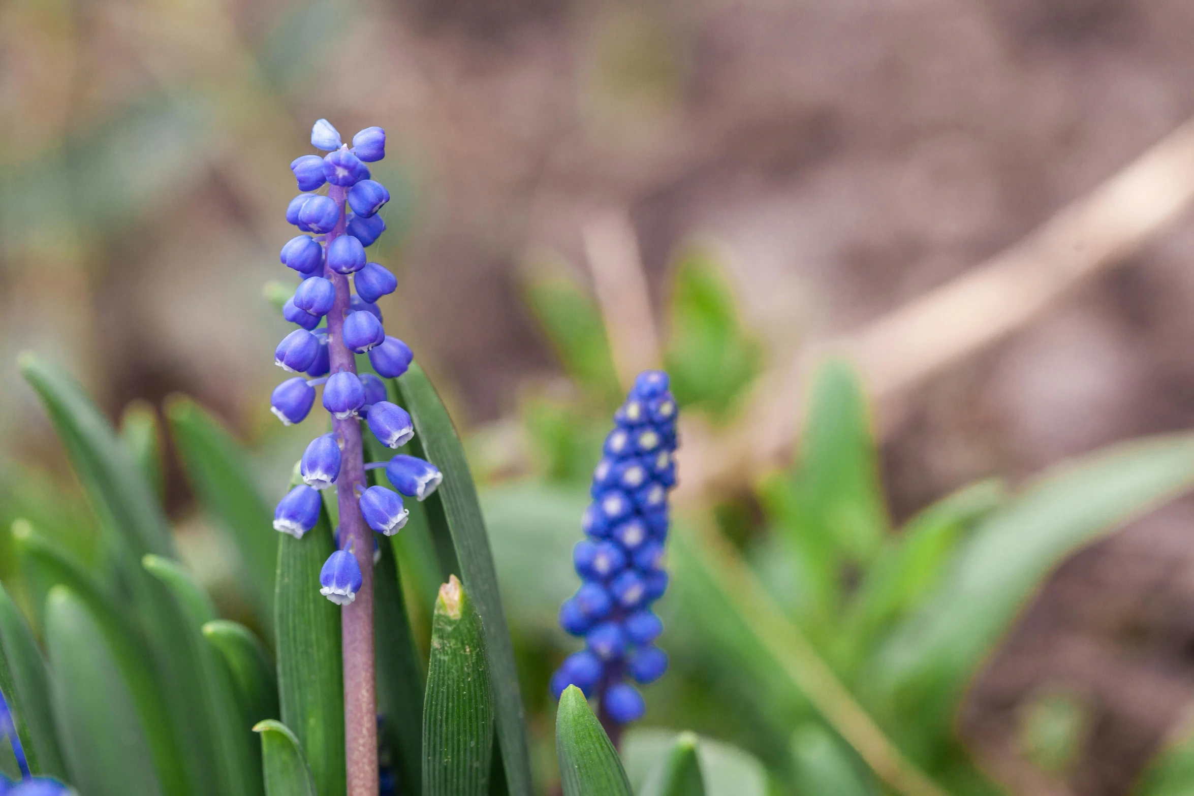 a close up of a bunch of blue flowers, by Eglon van der Neer, unsplash, early spring, botanic garden, shot on sony a 7, mediumslateblue flowers