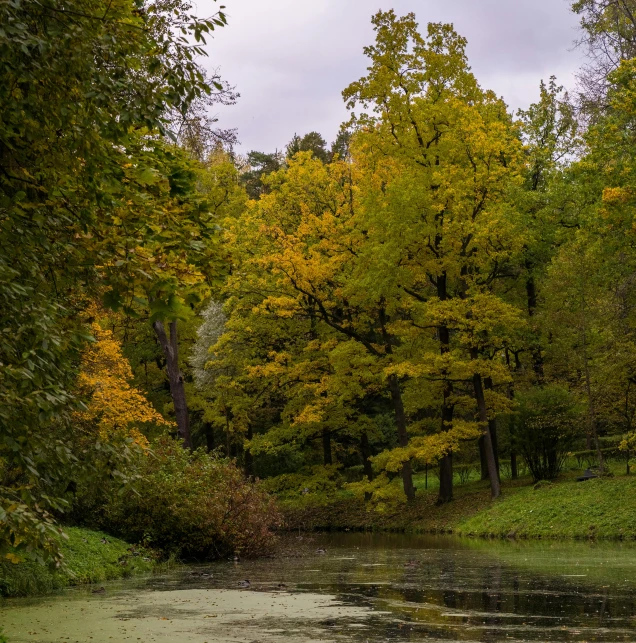 a large body of water surrounded by trees, inspired by Ivan Shishkin, pexels contest winner, visual art, grassy autumn park outdoor, yellow and green, overcast weather, exterior botanical garden