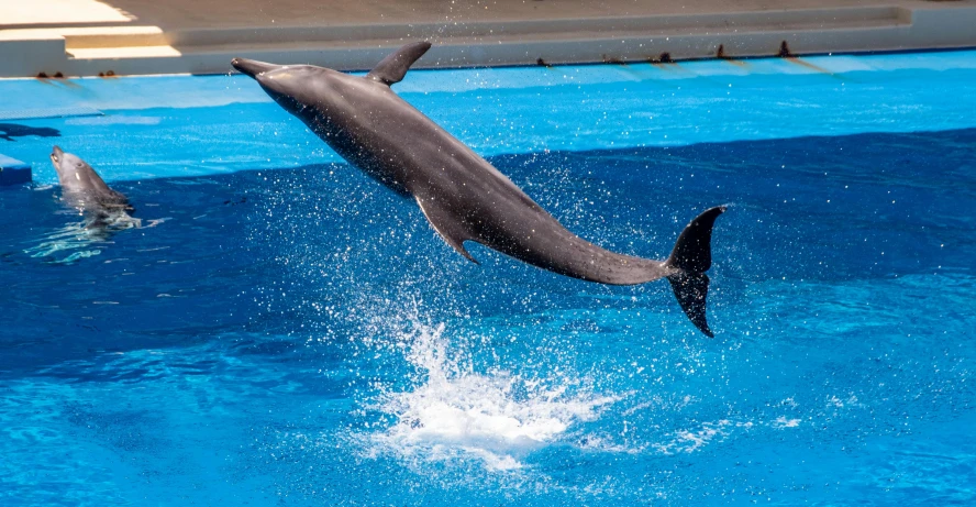 a dolphin jumping out of the water in a pool, taken in the early 2020s, fan favorite, azure, performing