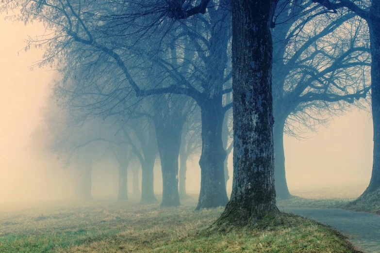 a street lined with trees on a foggy day, inspired by Elsa Bleda, pexels contest winner, ((trees)), southern gothic art, blue mist, in a row