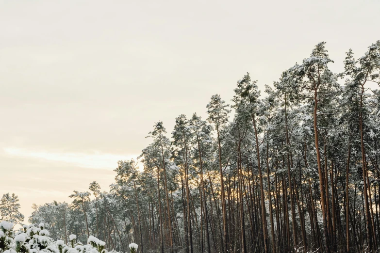 a man riding skis down a snow covered slope, a photo, inspired by Eero Järnefelt, unsplash, hurufiyya, forest in the morning light, cotton candy trees, russian landscape, ((forest))