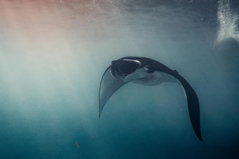 a manta ray swims under the surface of the water, a picture, by Will Ellis, unsplash contest winner, hurufiyya, stylized photo, hazy, fan favorite, ultrawide cinematic