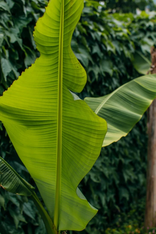 a close up of a banana plant in a garden, walking through a lush jungle, taken with sony alpha 9, large tall, f / 2 0