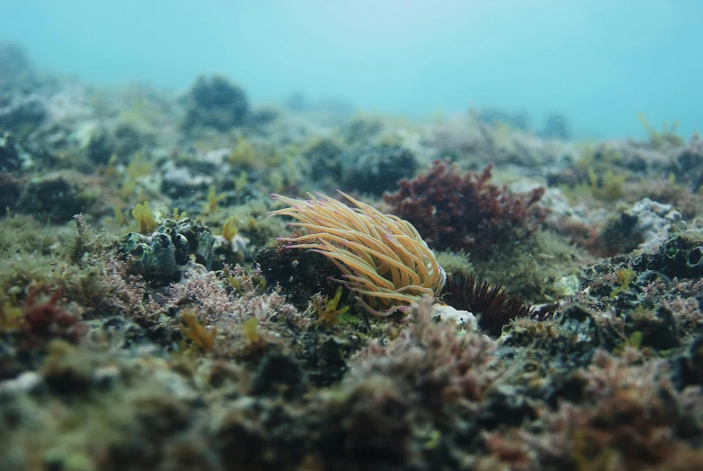 a close up of a sea anemone in the water, an album cover, unsplash, yellow seaweed, ignant, hunting, slightly pixelated