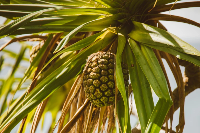 a close up of a tree with a bunch of fruit on it, a portrait, unsplash, hurufiyya, pineapple, tropical foliage, thumbnail, laos