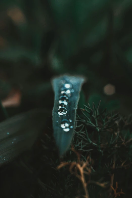 a close up of a plant with water droplets on it, inspired by Elsa Bleda, pexels contest winner, land art, tooth wu : : quixel megascans, with silver runes on it, the ring of three wishes, high detailed thin stalagtites