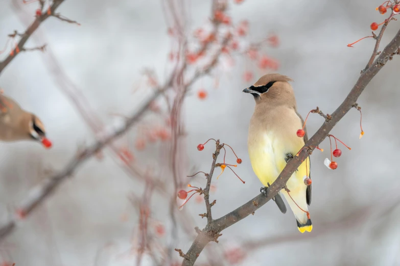 a couple of birds sitting on top of a tree branch, by Jim Nelson, trending on pexels, ethereal bohemian waxwing bird, in the winter, colorful bird with a long, yellow infrared