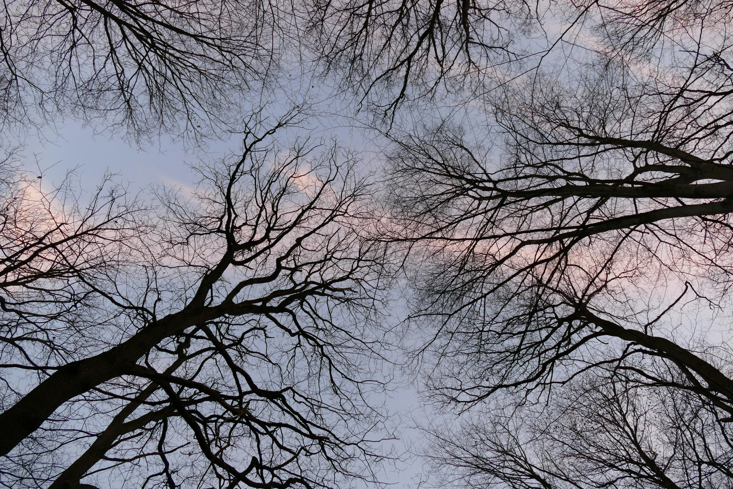 a group of trees with no leaves on them, an album cover, unsplash, aestheticism, looking upwards, veins, evening sky, ((trees))