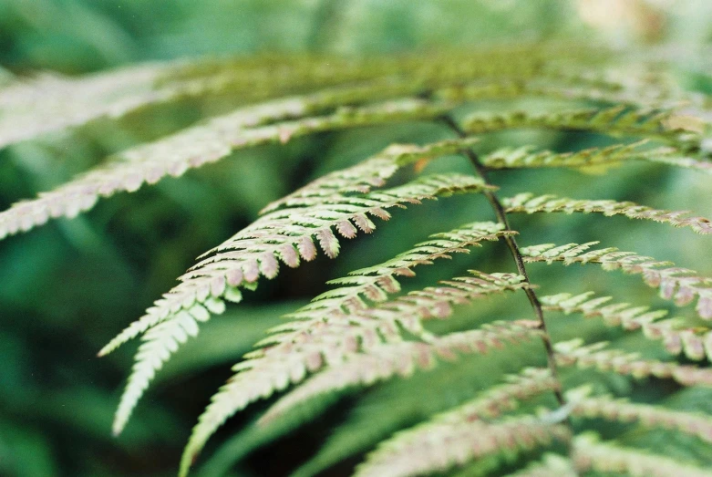 a close up of a plant with a blurry background, psychedelic fern, shot on kodak ektar, rinko kawauchi, 2000s photo