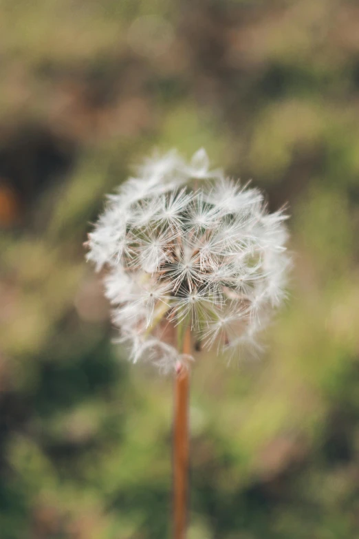 a close up of a dandelion with a blurry background, inspired by Elsa Bleda, unsplash, cotton, portrait image